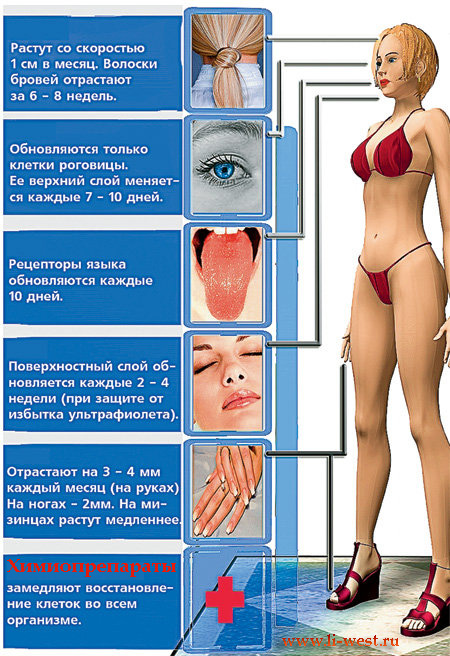 Организм человека